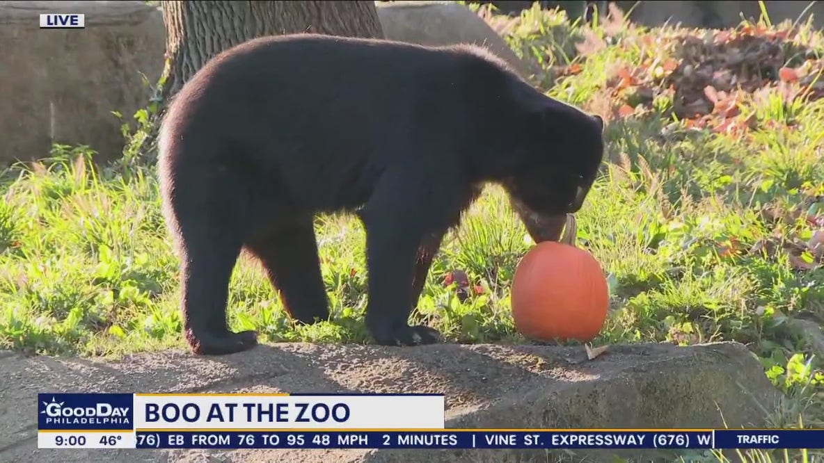 Boo at the Zoo: Bear gets in the Halloween spirit at the Philadelphia Zoo